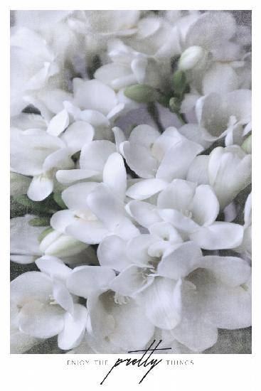 Distressed freesias III