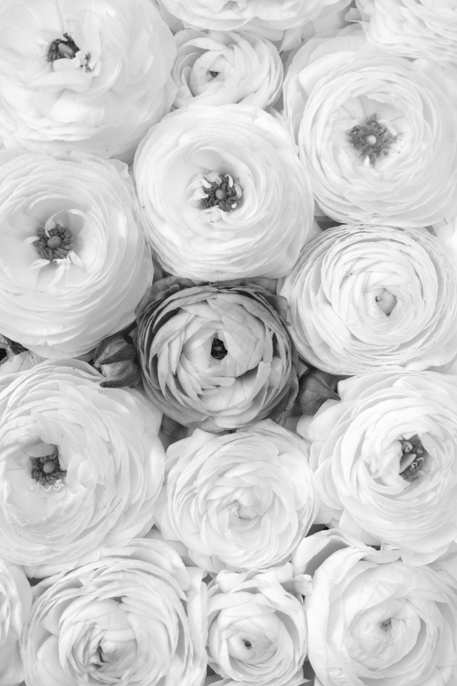 Singular ranunculus gray von Rosana Laiz Blursbyai