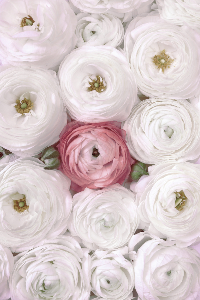 Singular ranunculus in blush von Rosana Laiz Blursbyai