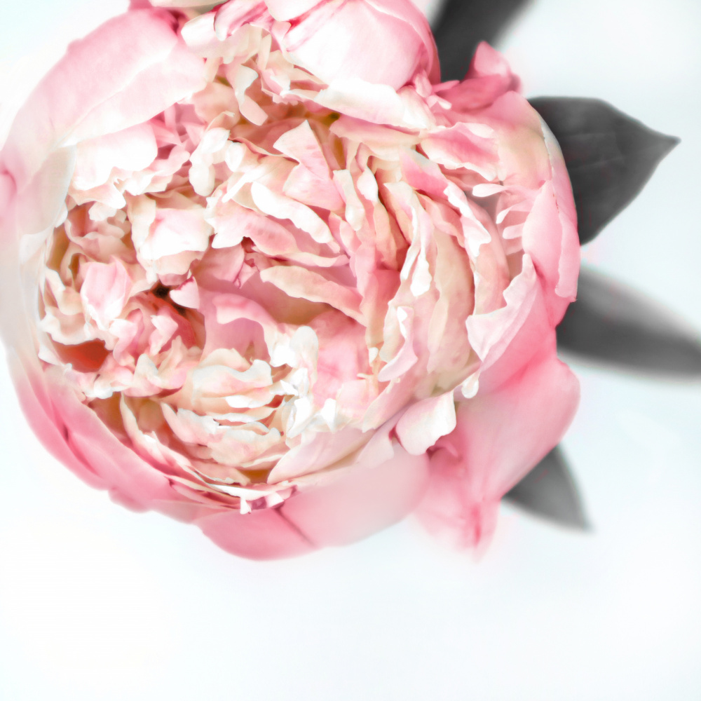 Blush peony III von Rosana Laiz Blursbyai