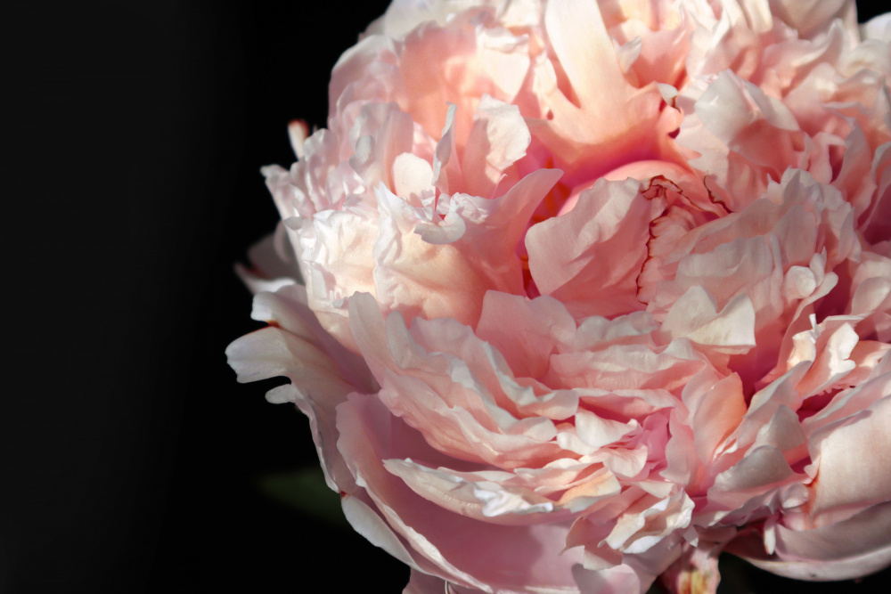 Blush peony IV von Rosana Laiz Blursbyai