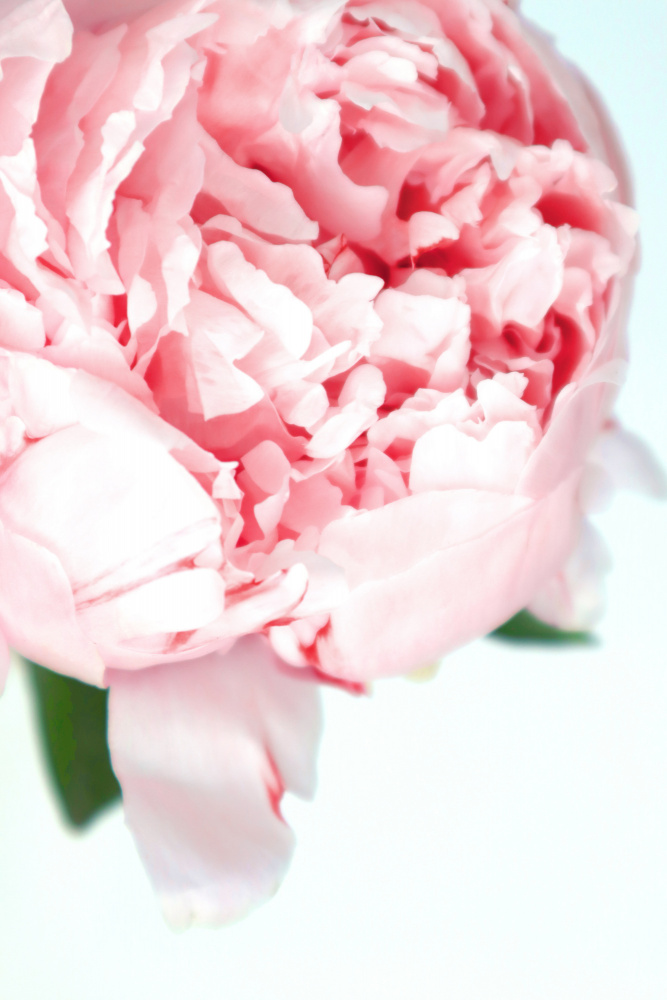 Blush peony VII von Rosana Laiz Blursbyai