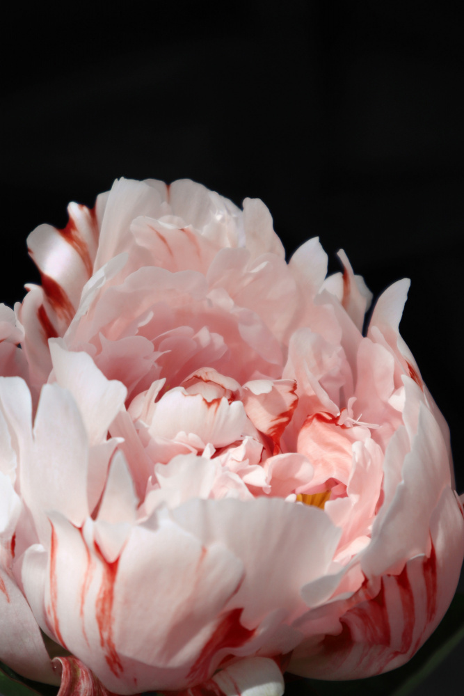 Blush peony VIII von Rosana Laiz Blursbyai