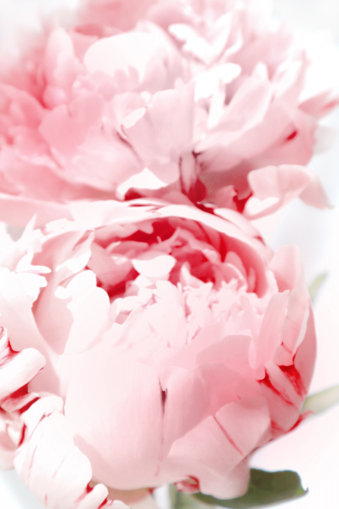 Bllush peony X von Rosana Laiz Blursbyai