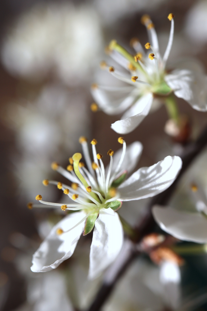 Spring blooms I von Rosana Laiz Blursbyai