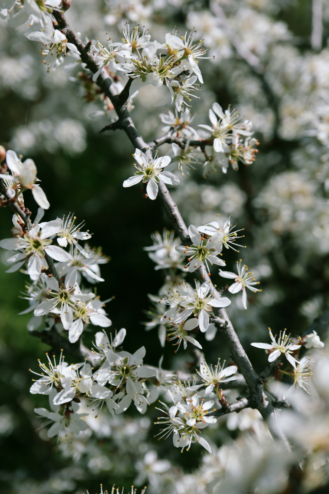 Spring blooms III von Rosana Laiz Blursbyai