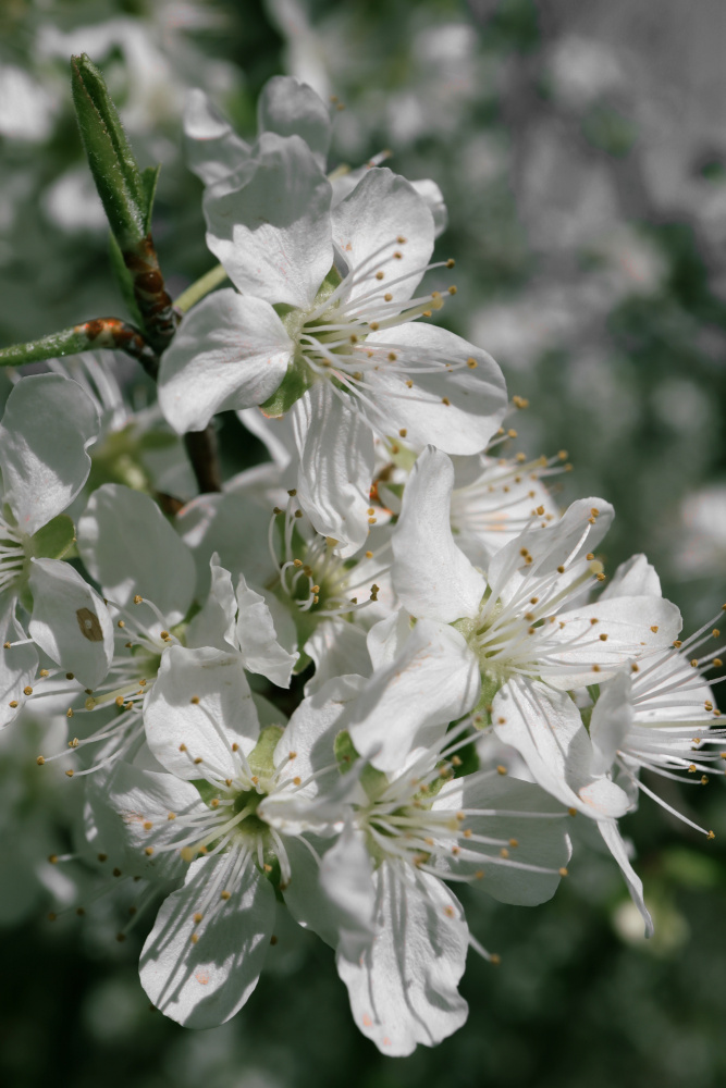 Spring blooms IV von Rosana Laiz Blursbyai