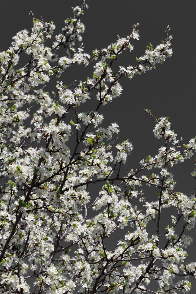 Spring branches von Rosana Laiz Blursbyai