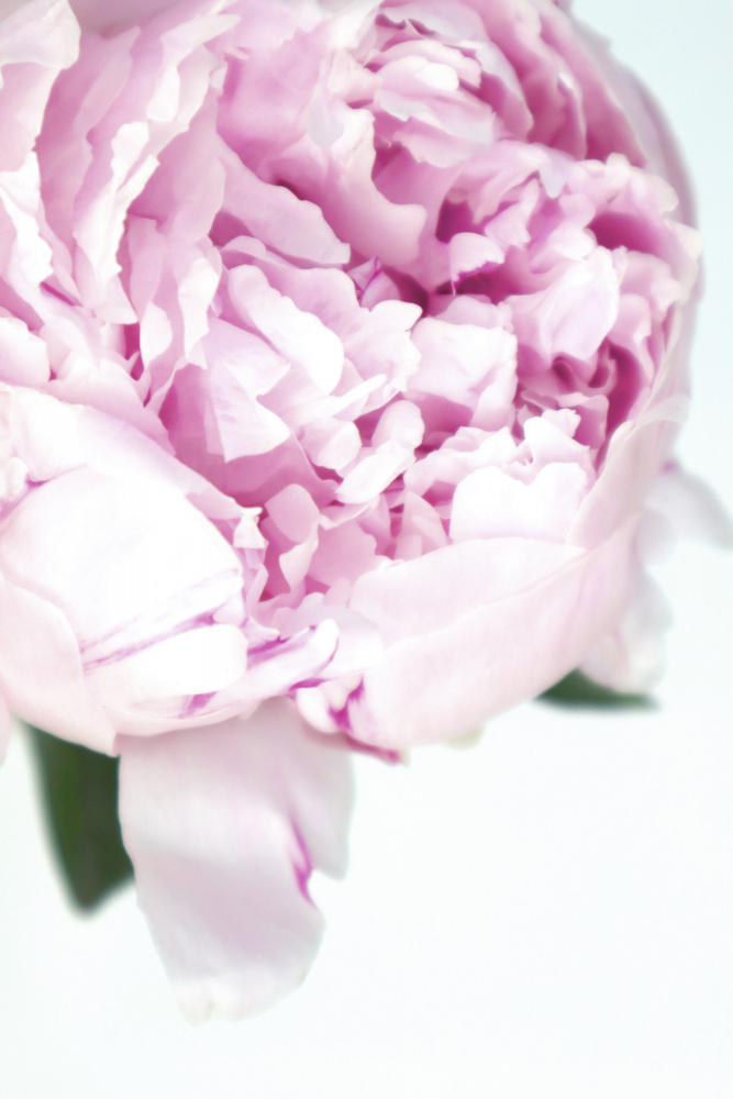 Subdued peony VII von Rosana Laiz Blursbyai