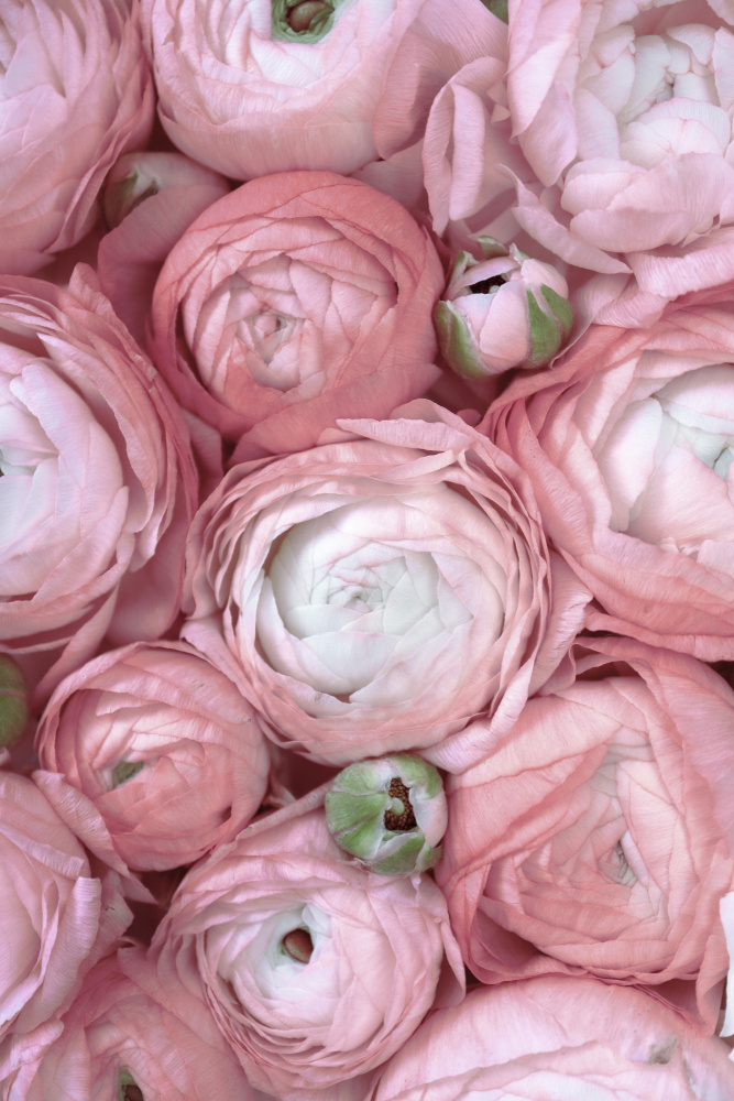 Subdued blush ranunculus von Rosana Laiz Blursbyai