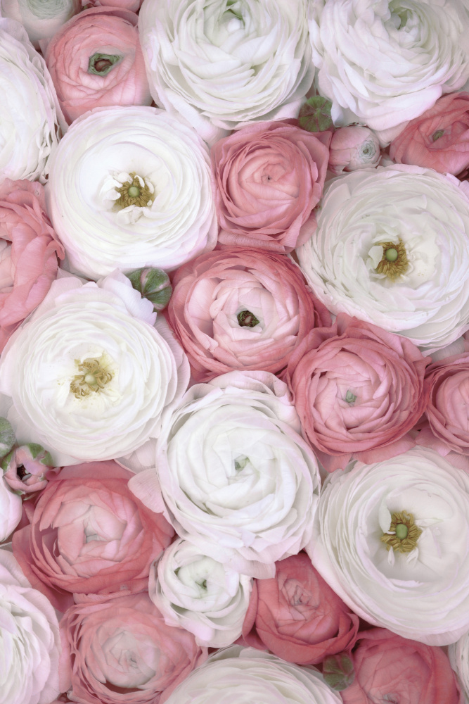 Scattered ranunculus in muted pink I von Rosana Laiz Blursbyai