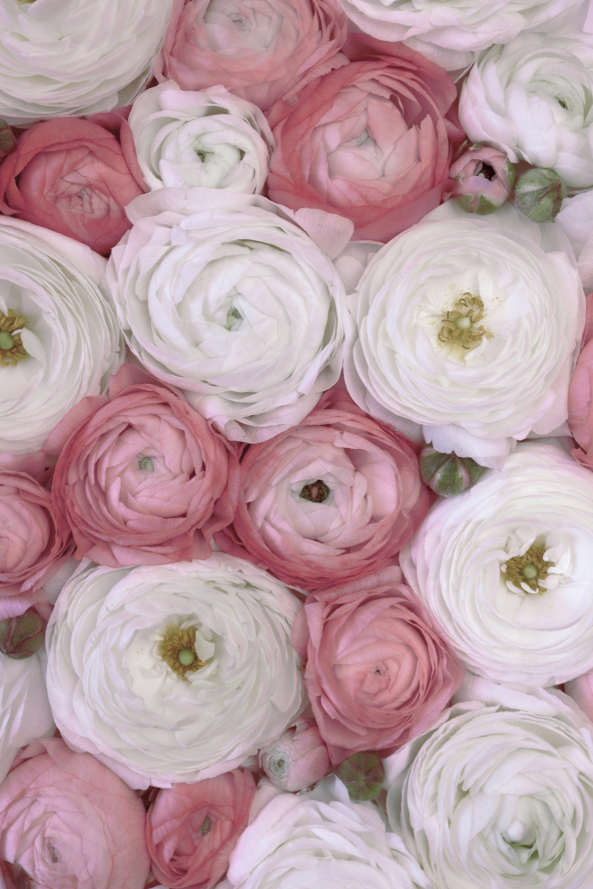 Scattered ranunculus in muted pink II von Rosana Laiz Blursbyai