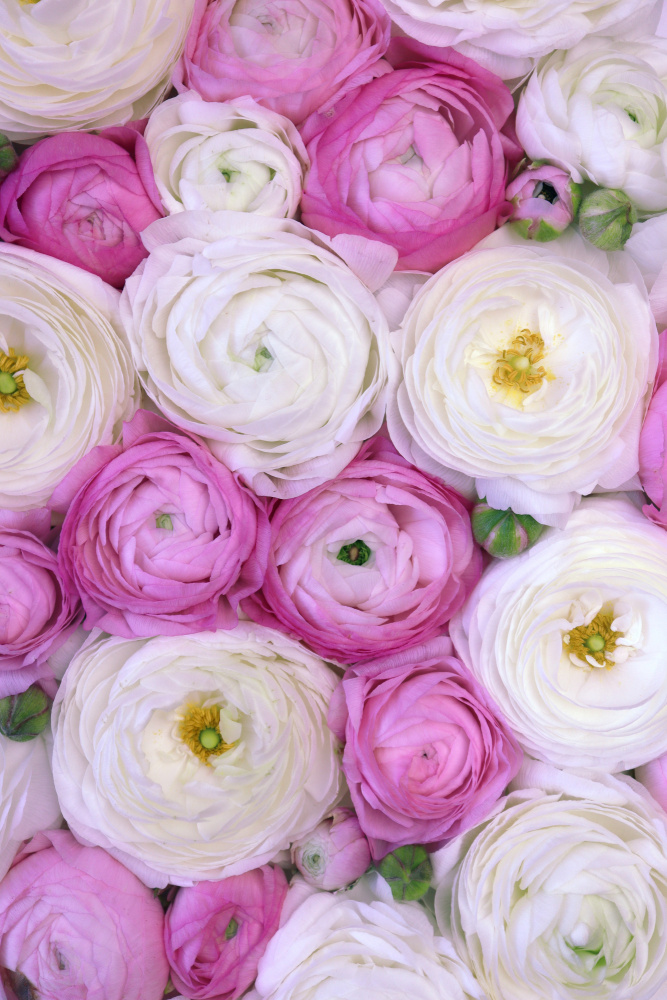 Scattered ranunculus in pink I von Rosana Laiz Blursbyai