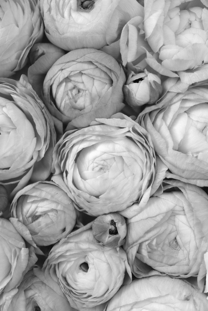 Gray ranunculus von Rosana Laiz Blursbyai