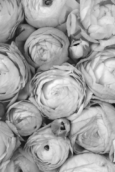 Gray ranunculus