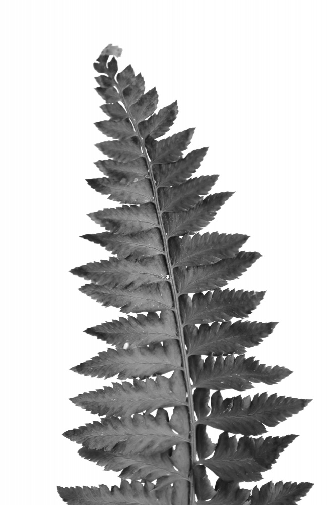 Gray fern leaf von Rosana Laiz Blursbyai