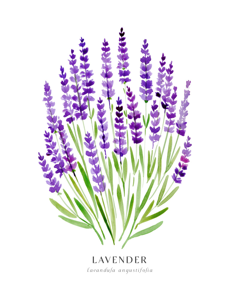 Lavender I von Rosana Laiz Blursbyai