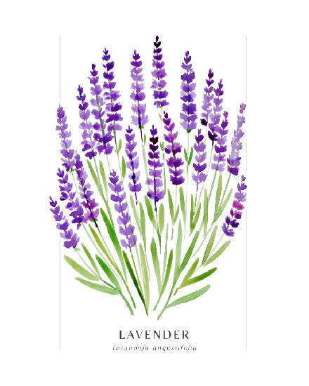 Lavender II