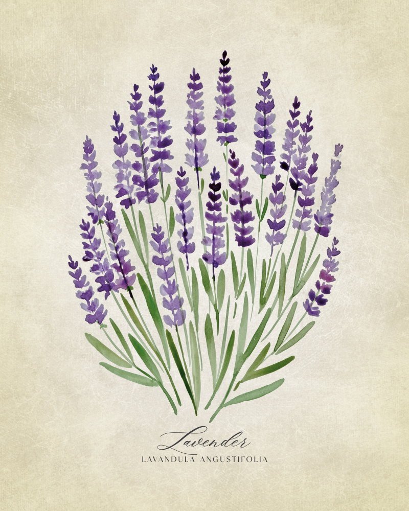 Lavender vintage von Rosana Laiz Blursbyai