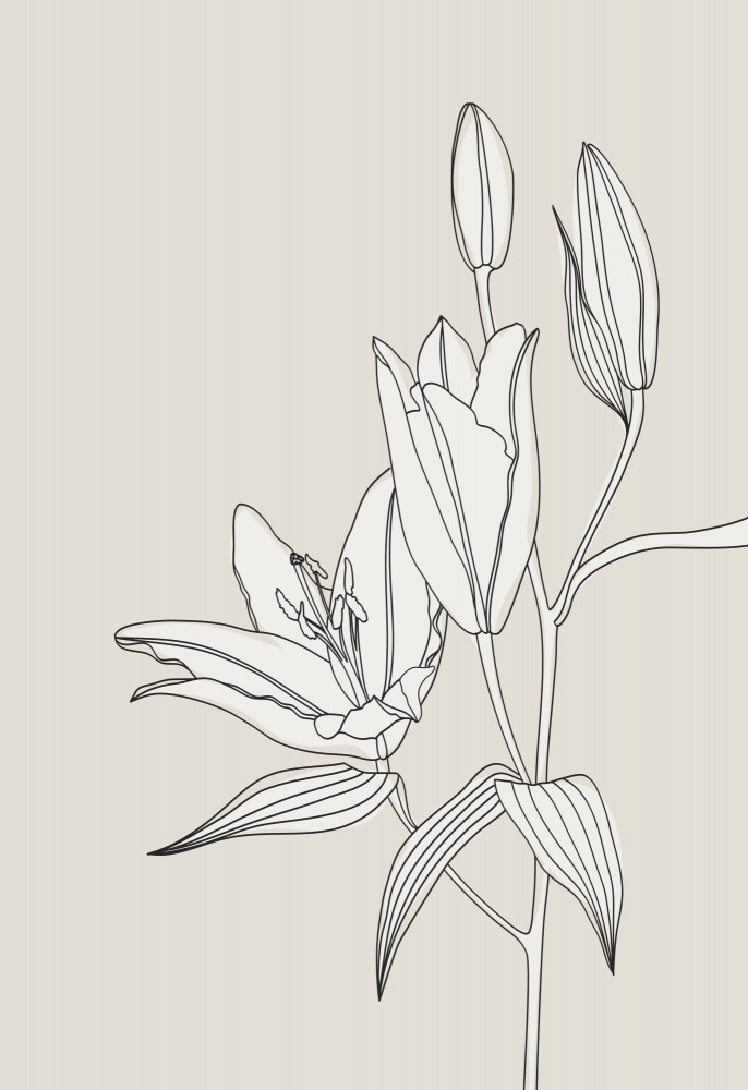 Line art lillies in beige von Rosana Laiz Blursbyai