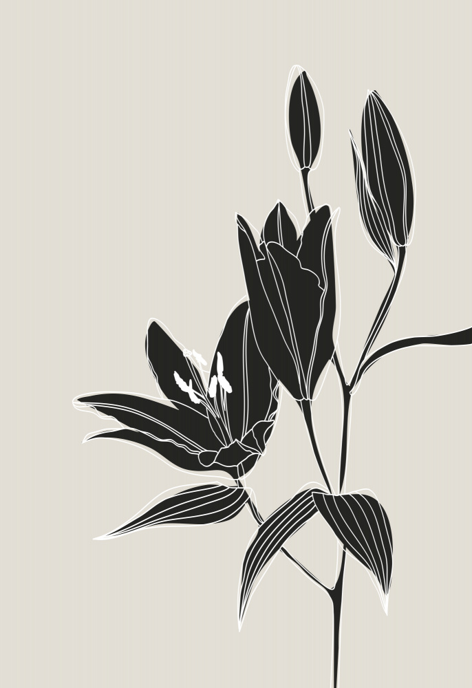 Line art lillies in black von Rosana Laiz Blursbyai