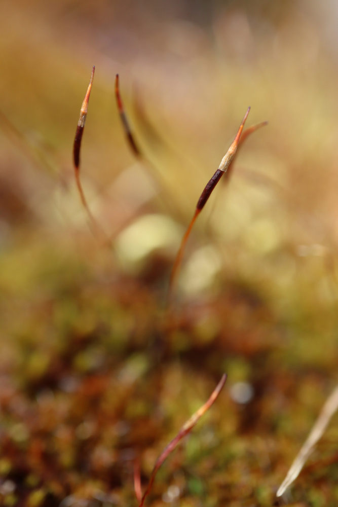 Magic stamen von Rosana Laiz Blursbyai