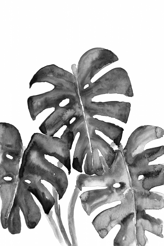 Monstera leaves in loose watercolor bw von Rosana Laiz Blursbyai