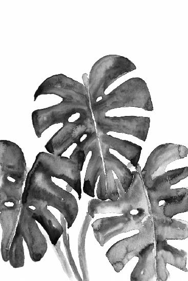 Monstera leaves in loose watercolor bw