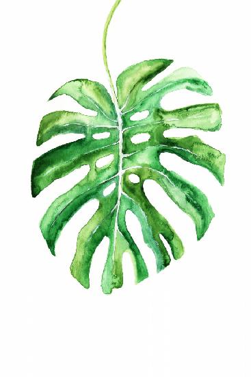 Monstera leaf