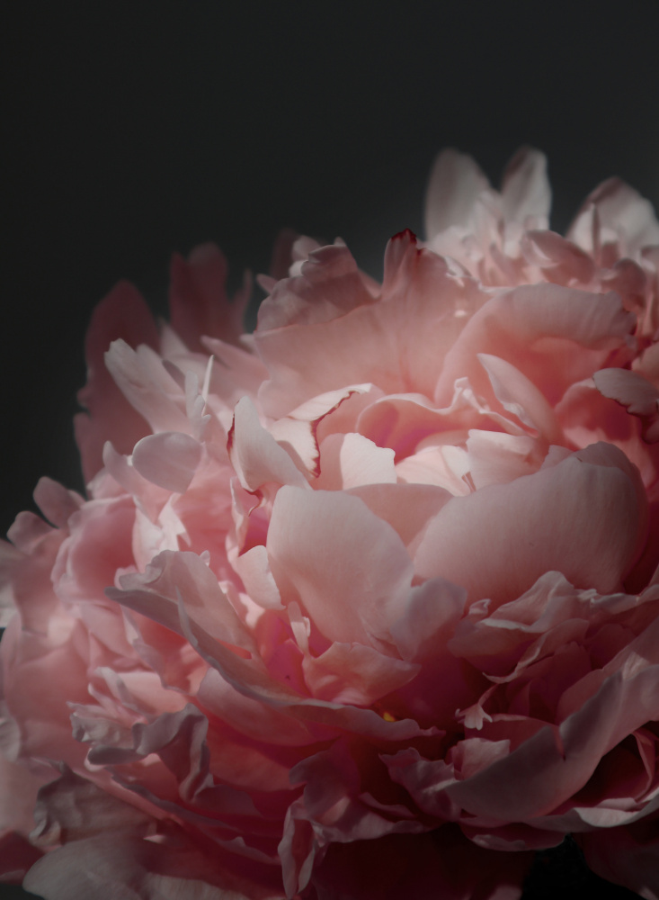 Moody blush peony I von Rosana Laiz Blursbyai