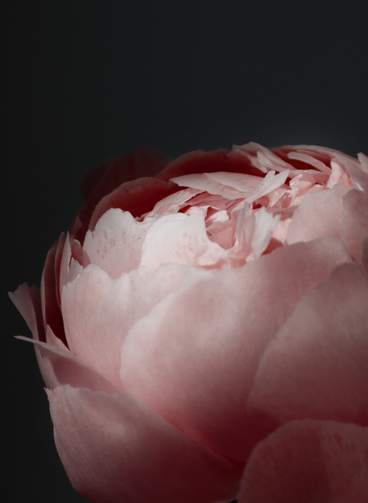 Moody blush peony II von Rosana Laiz Blursbyai