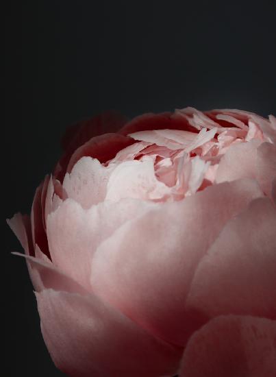 Moody blush peony II