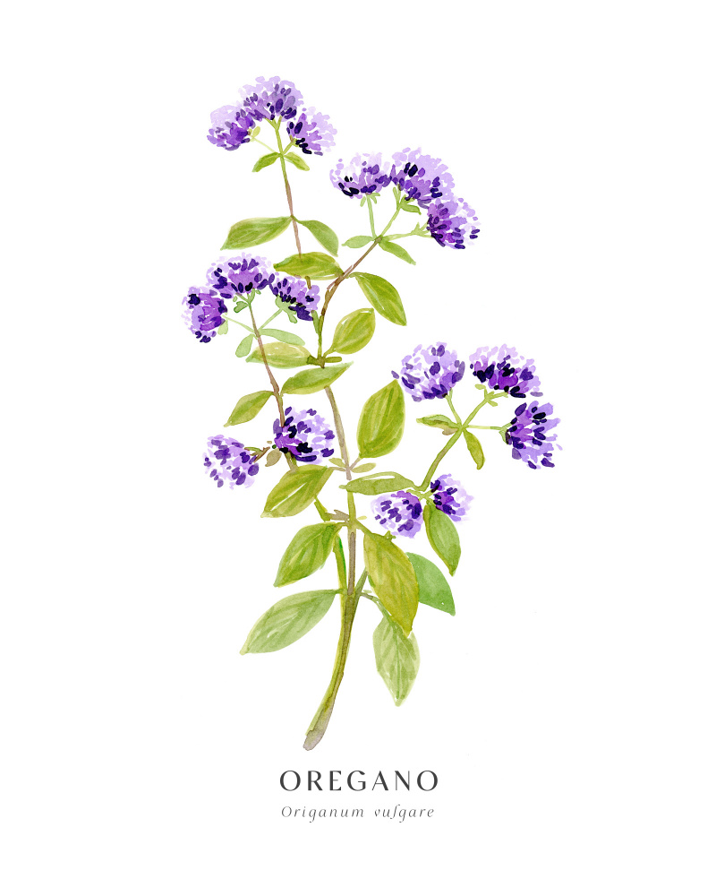 Oregano I von Rosana Laiz Blursbyai