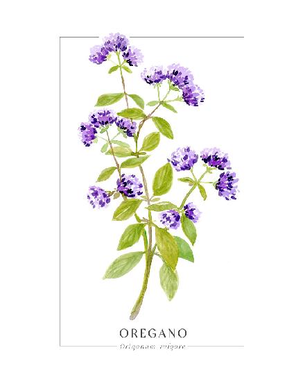 Oregano II