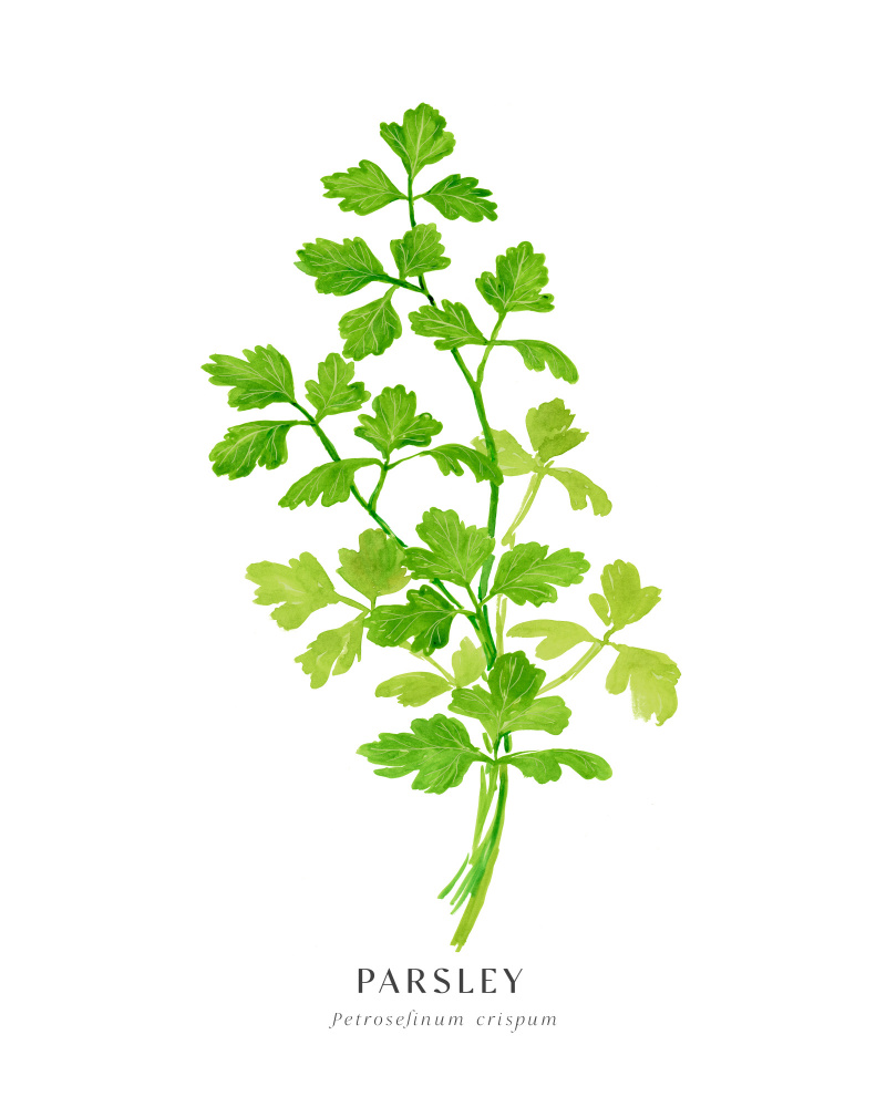 Parsley I von Rosana Laiz Blursbyai