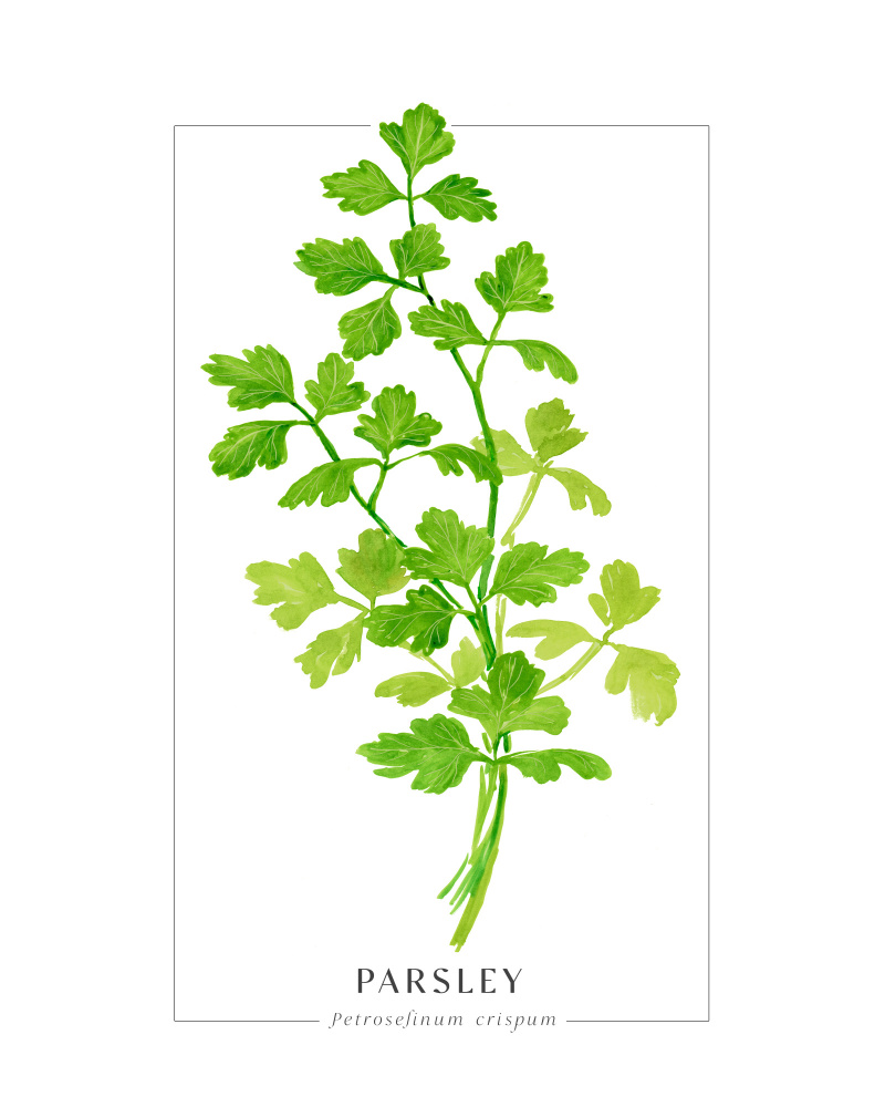 Parsley II von Rosana Laiz Blursbyai