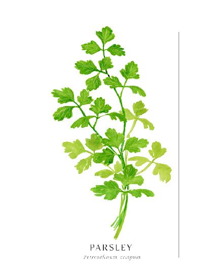 Parsley II