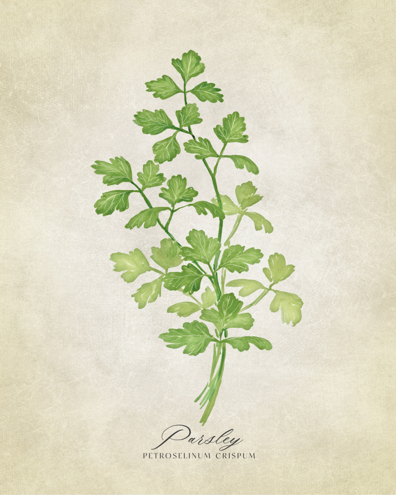 Parsley vintage von Rosana Laiz Blursbyai