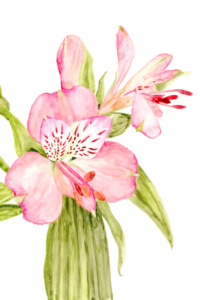 Pink watercolor alstroemeria von Rosana Laiz Blursbyai