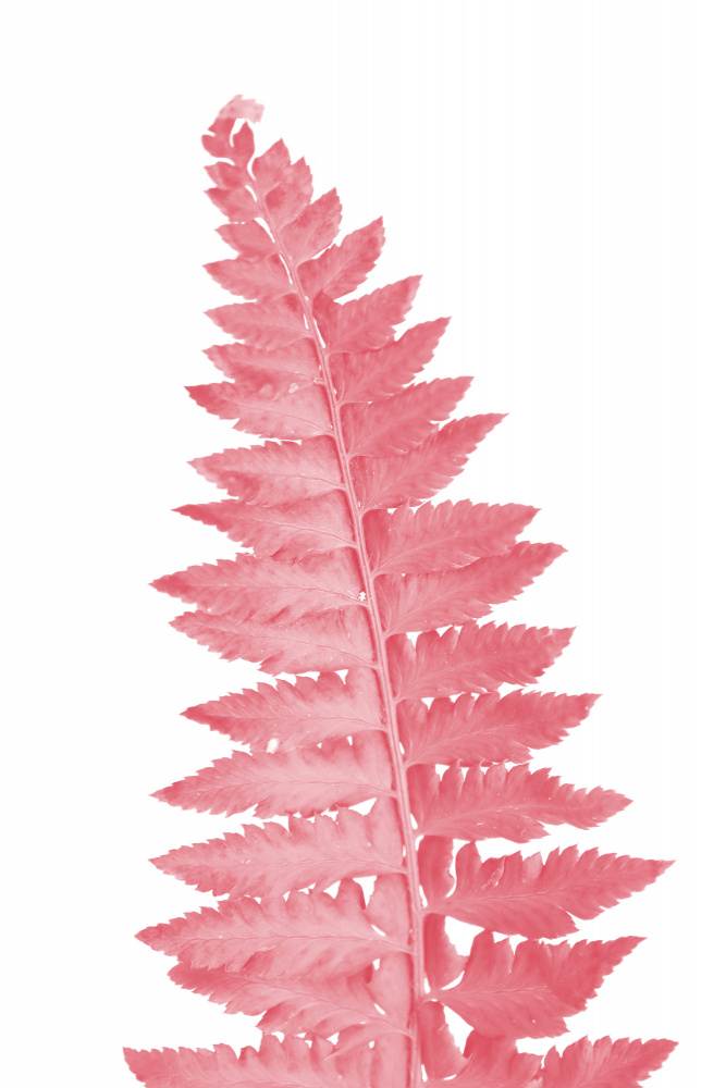 Pink fern leaf von Rosana Laiz Blursbyai