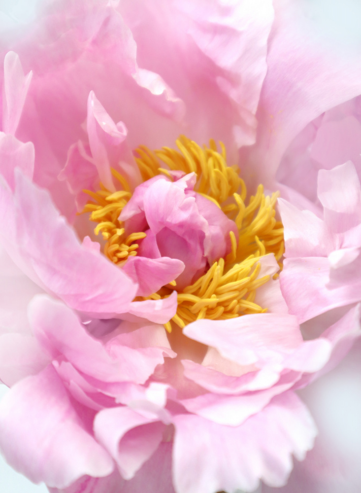 Pink peony I von Rosana Laiz Blursbyai