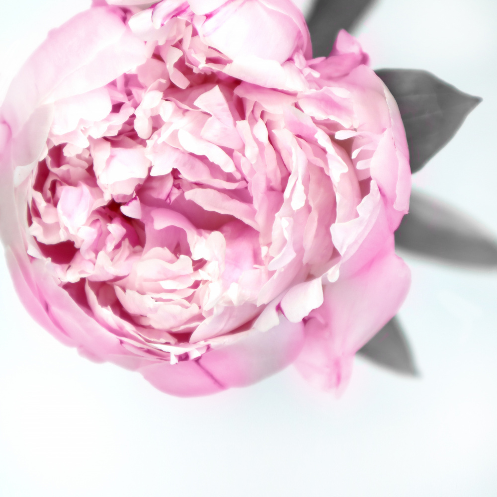 Pink peony III von Rosana Laiz Blursbyai