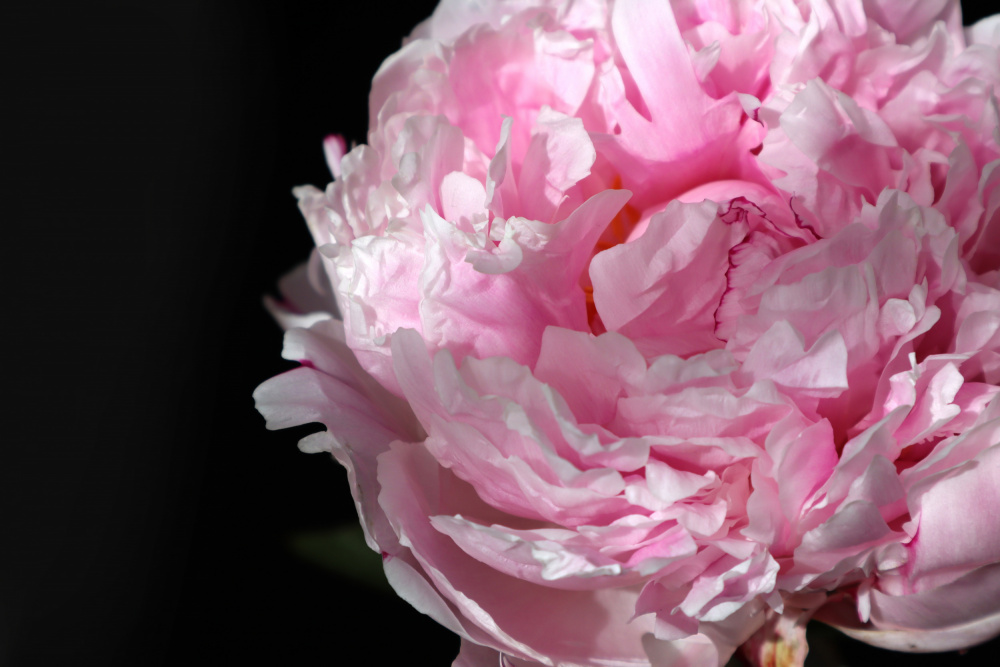 Pink peony IV von Rosana Laiz Blursbyai