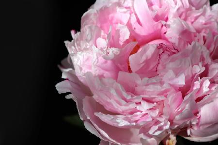 Pink peony IV