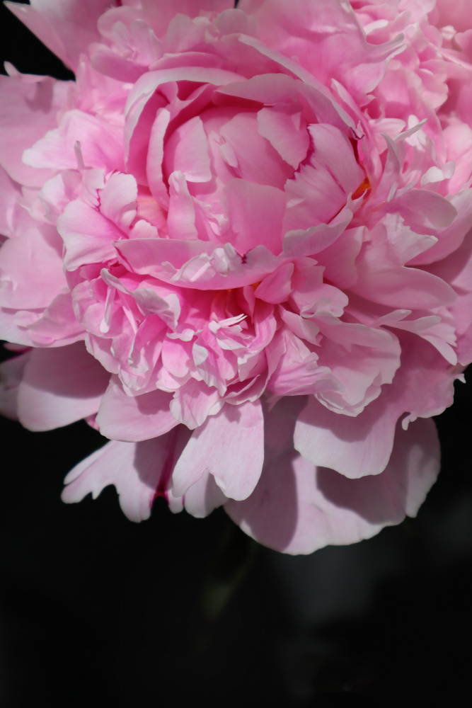 Pink peony V von Rosana Laiz Blursbyai