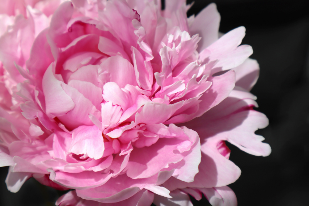 Pink peony VI von Rosana Laiz Blursbyai