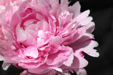 Pink peony VI