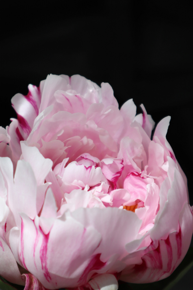 Pink peony VIII von Rosana Laiz Blursbyai