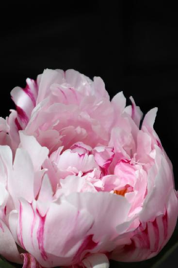 Pink peony VIII