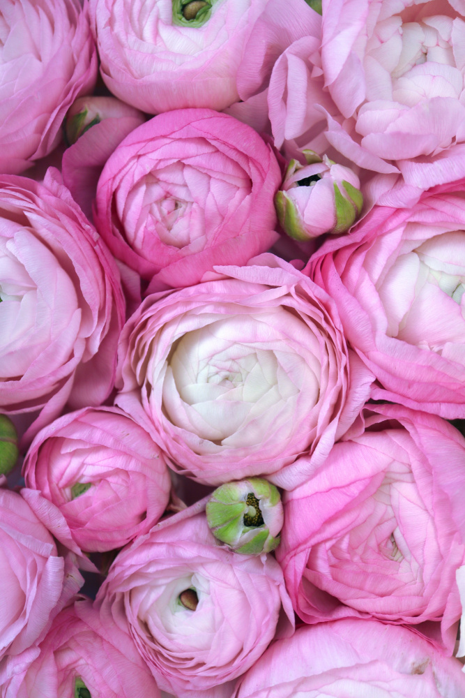 Pink ranunculus von Rosana Laiz Blursbyai